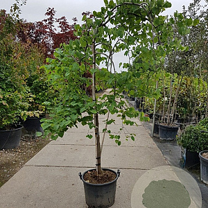 Cercis can. 'Vanilla Twist' 200-250 cm container solitair 80 cm stam