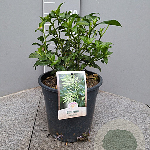 Cestrum nocturnum gm 4,0L