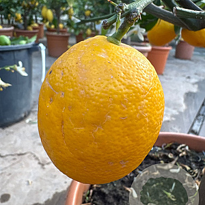 Citrus meyeri 100-110 cm 20L stam