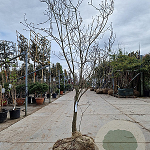Cornus fl. 'Cherokee Brave' 200-250 cm draadkluit