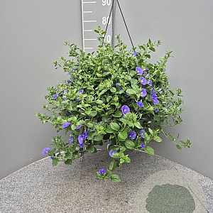 Convolvulus sabatius GM C6L