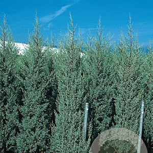 Cupressus ariz. 'Fastigiata' 200-250 cm container meerstammig