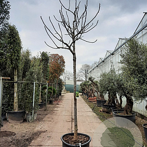 Ficus car. 'Brogiotto Bianco' 200 cm stam container 20-25 leiboom
