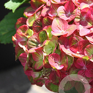 Hydrangea m. 'Magicien' 40-50 cm 5,0L