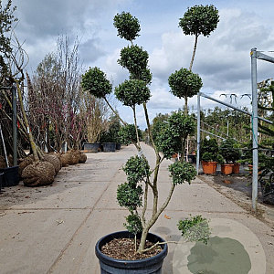 Ilex crenata 120-140 cm container pompon
