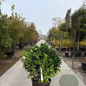 Ilex meserv. 'Goliath' 45 cm container bol
