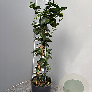 Jasminum sambac 120 cm C8 piramide