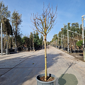 Lagerstroemia Berry Dazzle 70 cm stam container 8-10