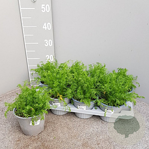 Matricaria chamomilla P14