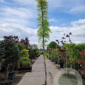 Wisteria flor. 'New Blue Fountain' 350-400 cm 25L