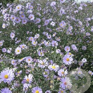 Aster laevis 'Blauschleier' GM P9