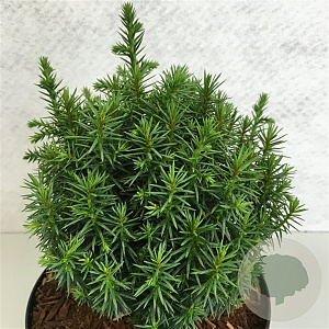 Cryptomeria j. 'Funny' 20-25 cm 3,0L