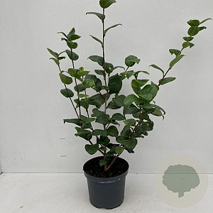 Camellia j. 'Lady Campbell' 40-45 cm 3,5L