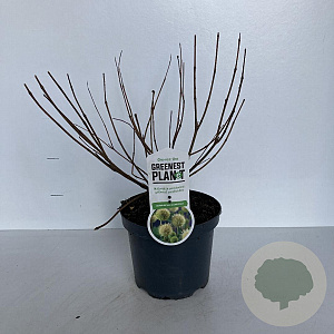Cephalanthus occidentalis 25-30 cm 3,5L
