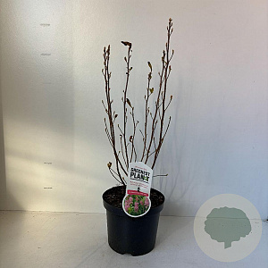 Clethra alnif. 'Ruby Spice' 35-45 cm 3,5L