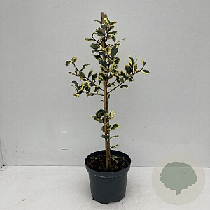 Ilex aq. 'Ferox Argentea' 40-50 cm 3,5L