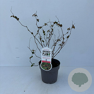 Neillia affinis 30-40 cm P17