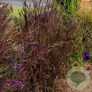 Andropogon g. Blackhawks GM P9