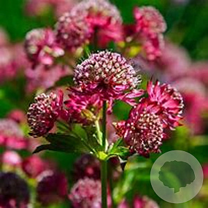 Astrantia maj. 'Capri' GM P9
