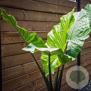 Colocasia esc. 'Fontanesii' GM c20