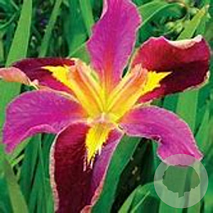 Iris (L) 'Spicy Cajun' GM P9