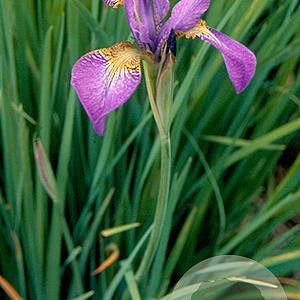 Iris sib. 'Sparkling Rose' GM P9