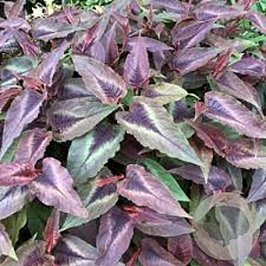 Persicaria micr. 'Night Dragon' GM P9