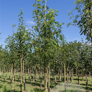 Sorbus aucuparia 250-300 cm wortelgoed