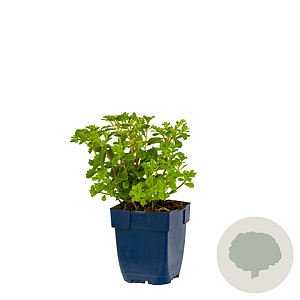 Sedum kamtschatikum 'Immergrun' GM  P11