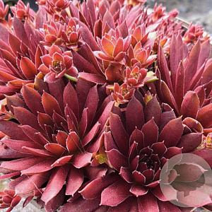 Sempervivum Rood/Red/Rot GM  P11