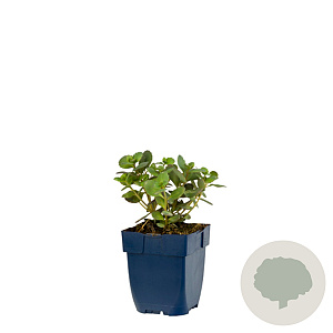 Sedum 'Red Sparkle' GM  P11