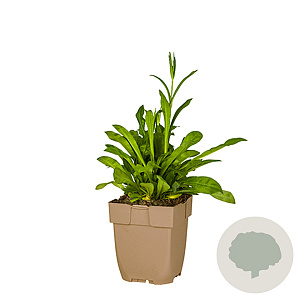 Silene Gemengd GM  P11