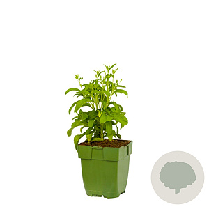 Stevia rebaudiana GM  P11