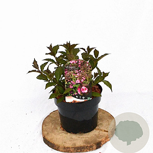 Weigela florida 'Victoria' 30-40 cm 3,0L