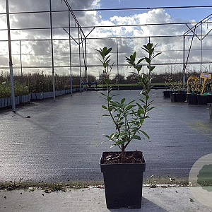 Arbutus unedo 'Minlily' 40-50 cm 3,0L