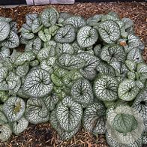 Brunnera macr. 'Jack of Diamonds' GM P9