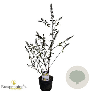 Buddleja d. Pink Panther 30-40 cm 3,0L