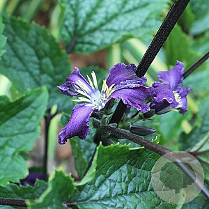 Clematis 'China Purple' GM  P11
