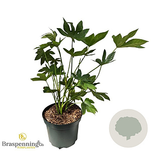 Fagus japonica 50-60 cm 5,0L