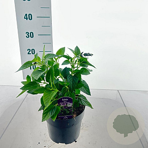 Salvia Rockin Fuchsia 20-30 cm 2,0L