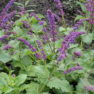 Salvia vert. 'Smouldering Torches' GM P9