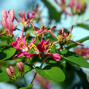 Lonicera tatarica 'Rosea' 40-60 cm wortelgoed 0/1/0 2-3 tak