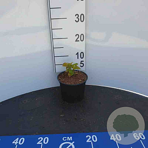 Physocarpus opulifolius 'Dart's Gold' 30-50 cm wortelgoed 0/1/1 2-3 tak