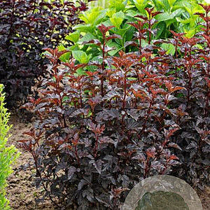 Physocarpus opulifolius 'Sweet Dreams' PBR 30-50 cm wortelgoed 0/1/1 2-3 tak