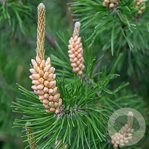 Pinus sylvestris 20-25 cm wortelgoed in plug 0/1