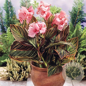 Canna 'Sunburst Pink' 3,0L