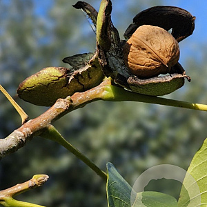 Juglans r. 'Guillot' 125-150 cm cont. 65L