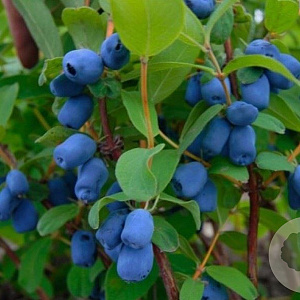 Lonicera c. 'Altaj' 60-70 cm 2,0L