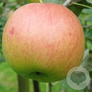Malus d. 'Haneman' 8-10 HO wortelgoed