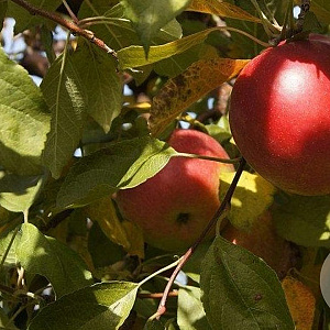 Malus d. 'Idared' 8-10 HO wortelgoed